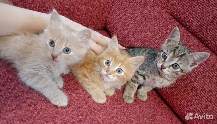 Котята бесплатно