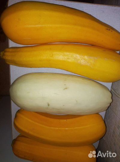 Кабачки садовые