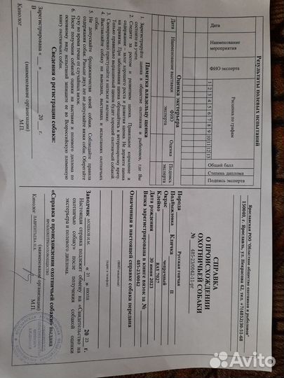 Щенки Русских Гончих