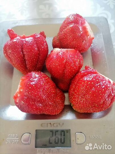 Сортовая клубника лучшие сорта