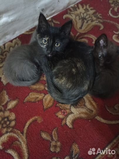 Кошка в дар бесплатно