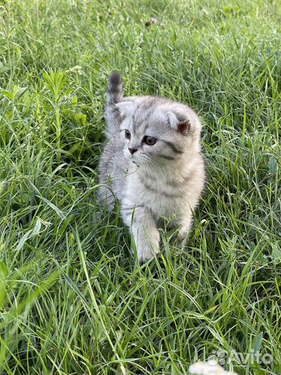 Шотландский кот вязка