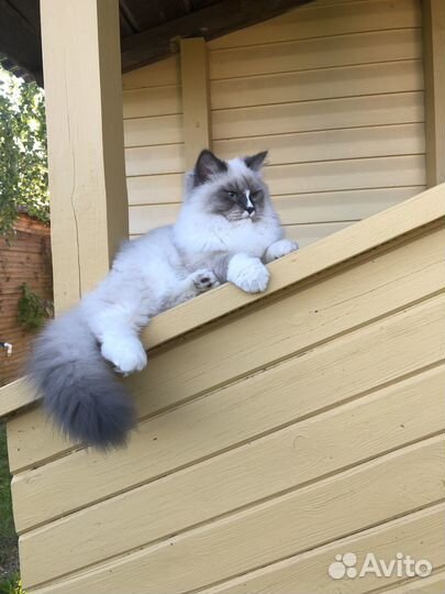 Невская маскарадная (кот с документами)