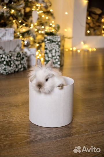 Кролик в аренду