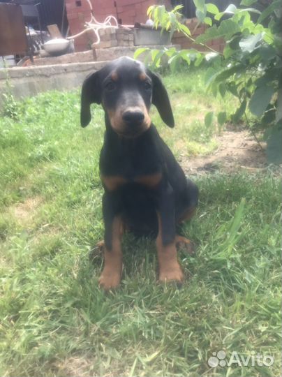 Доберман щенки