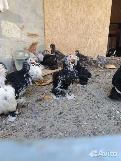 Петушки Карликовый кохинхин подростки