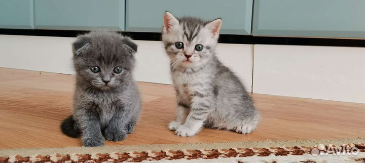 Шотландские котятки