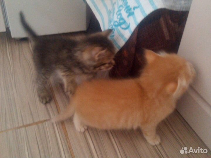 Кошка в дар бесплатно