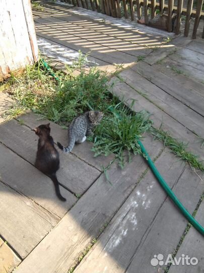 Кошки в добрые руки бесплатно