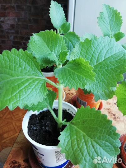 Мята домашняя