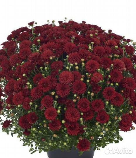 Хризантема мультифлора