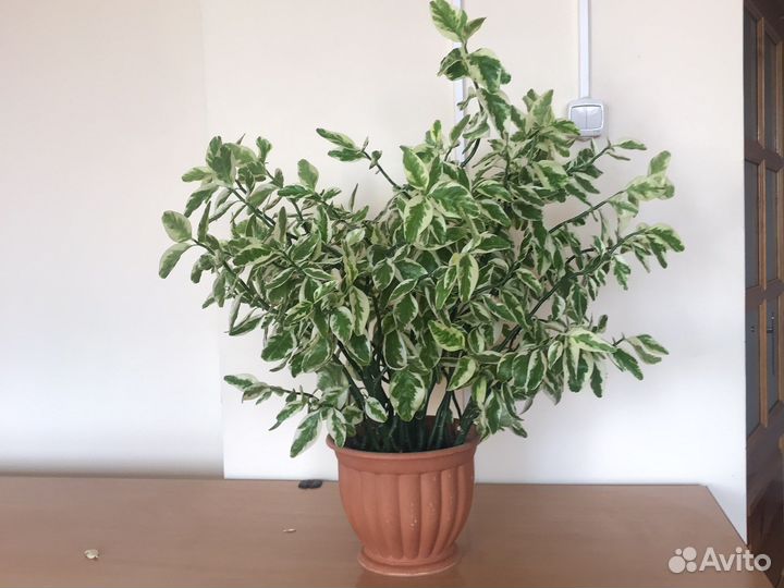 Штеарное растение педилантус