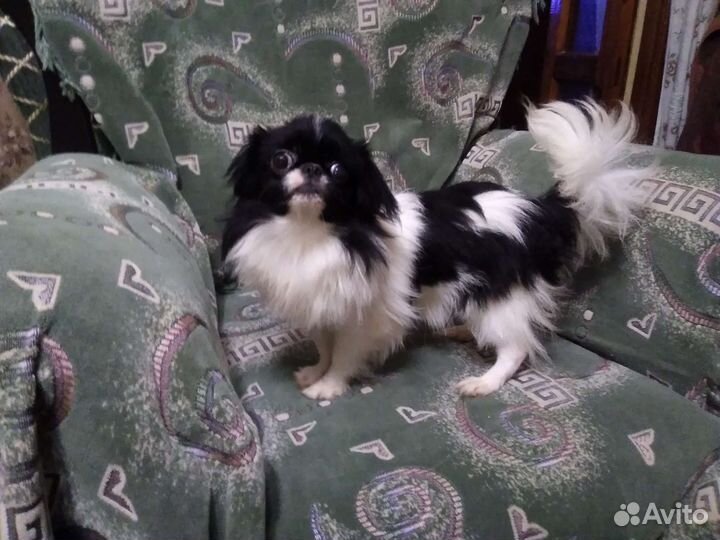Японский Хин