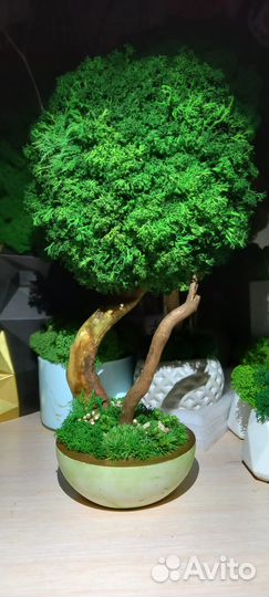 Дерево декоративное