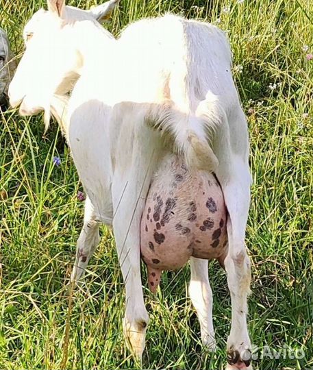 Зааненские козочка