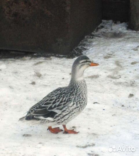 Декоративная и домашняя птица. Обмен на голубей