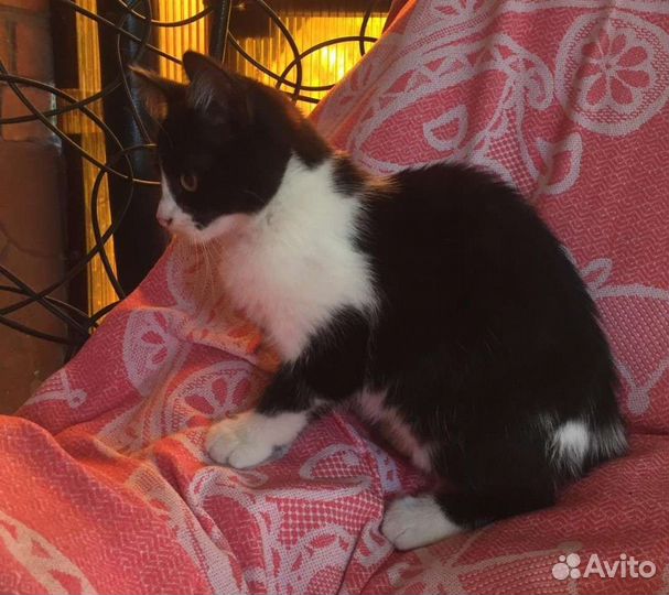 Кошка в дар бесплатно