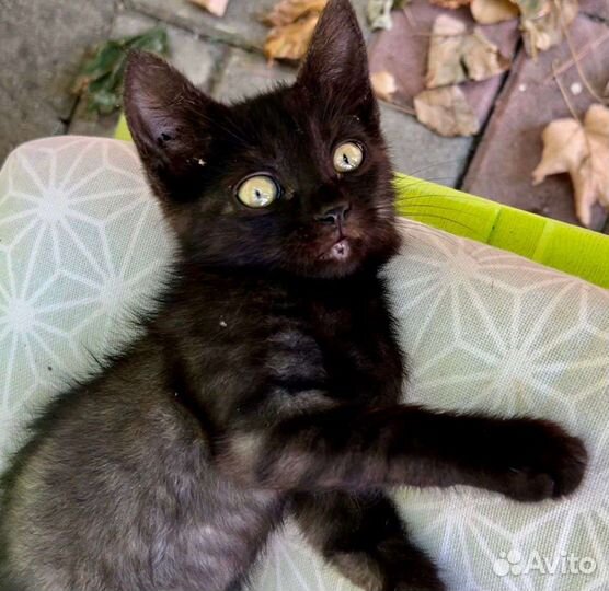 Котенок мышелов 1.5 месяца