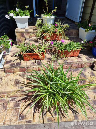 Хлорофитум хохлатый