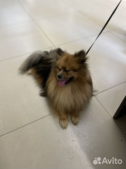 Немецкий шпиц вязка кобель