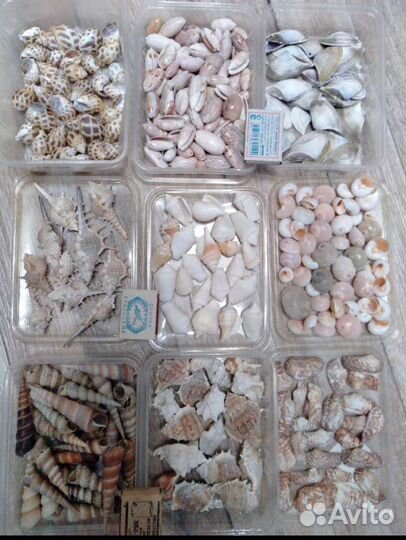 Ракушки - 1