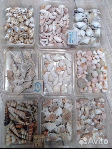 Ракушки - 1