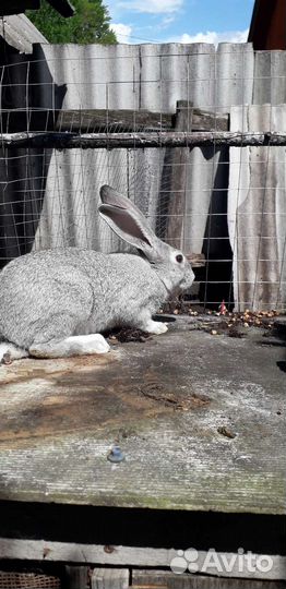 Продам кроликов