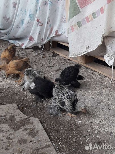 Цыплята Брама