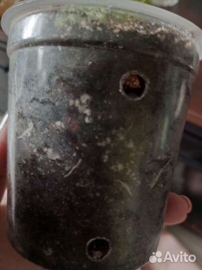 Монстера Манки Маск