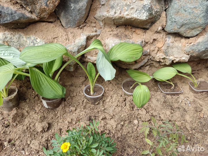 Хоста карликовая и обычная