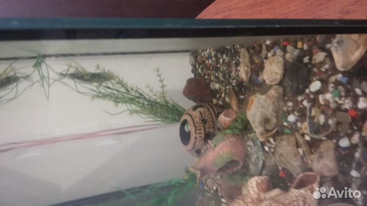 Аквариумные рыбки