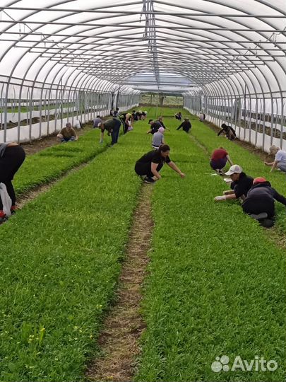 Сборщик урожая Ежедневная оплата