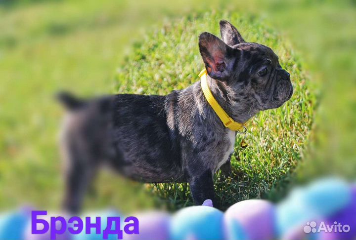 В Джазе только Девушки