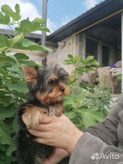 Девочки и мальчики йоркширский терьер. Доставка