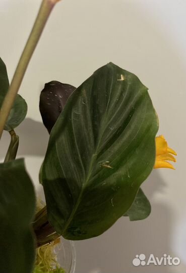 Калатея кроката