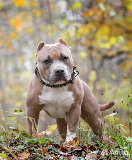 Американский булли вязка