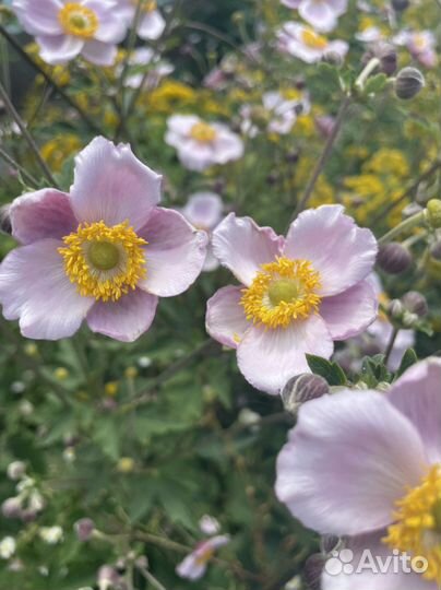 Анемона японская розовая