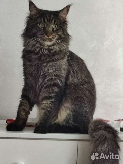 Кот мейн-кун вязка