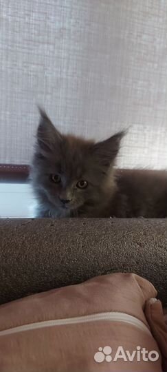 Мейн-кун котенок