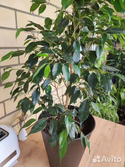 Фикус бенджамина