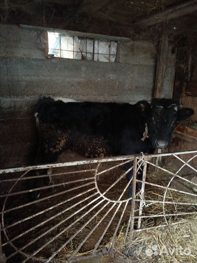 Бык и телка