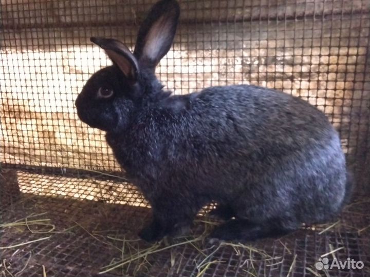 Самцы, Самки