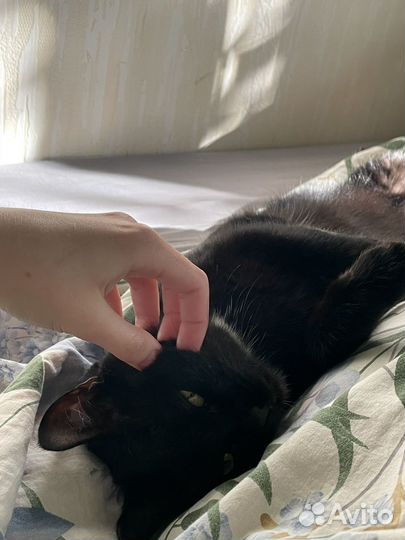 Передержка кошек