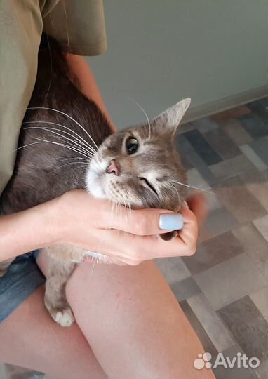 Кот Николай дома