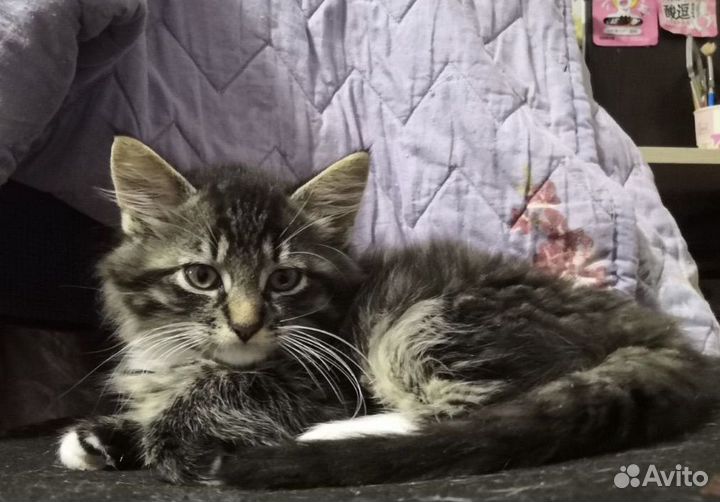 Котята бесплатно