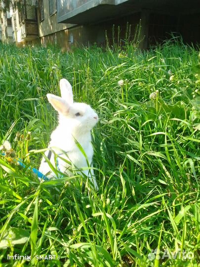 Декоративный кролик. хальстландер. вязка