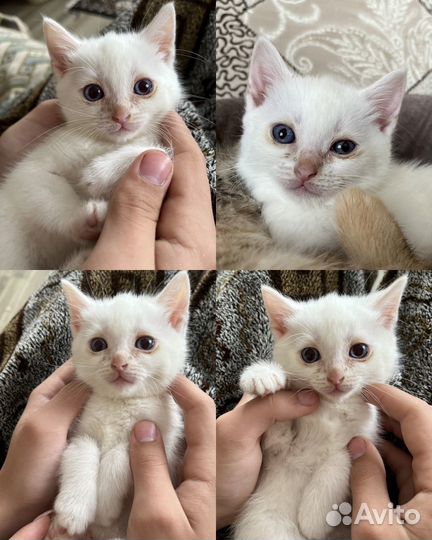 Кошки в добрые руки