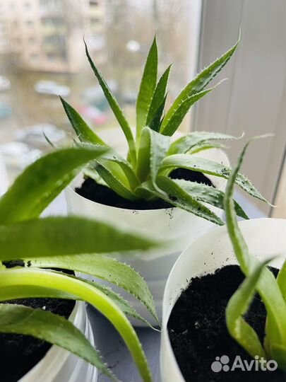 Кактусы и суккуленты отдам