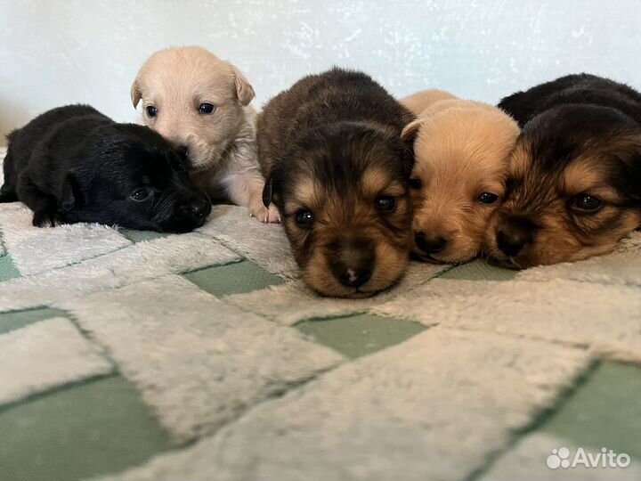 Отдам в добрые руки щенков дворянской породы