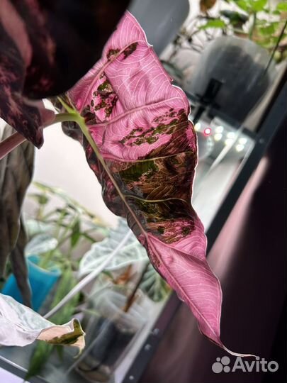 Алоказия Пинк дракон вариегатная albo